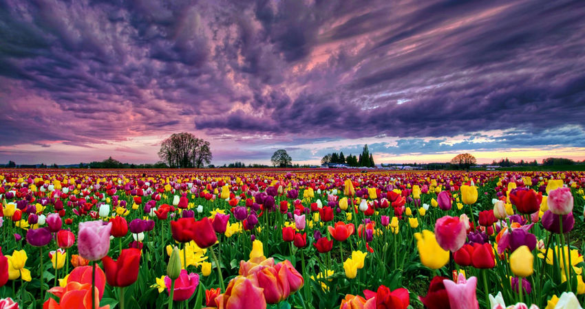 GÜNÜBİRLİK KONYA LALE BAHÇELERİ TURU